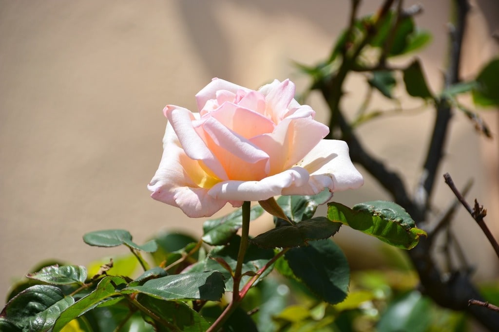 Identifier et traiter les maladies courantes des roses