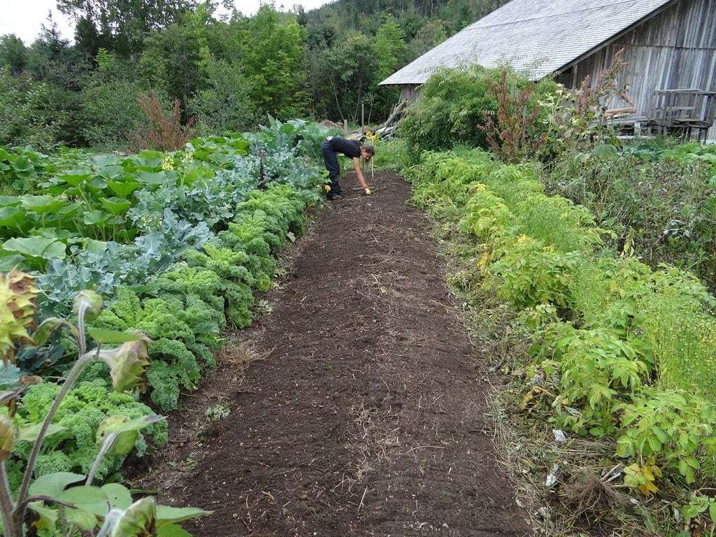 Choisir les meilleurs plants de pommes de terre dans votre jardinerie à Douai